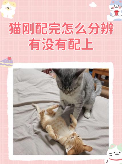 怎么重置猫