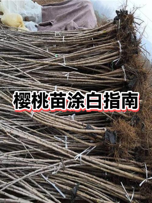 白车厘子多少钱一斤