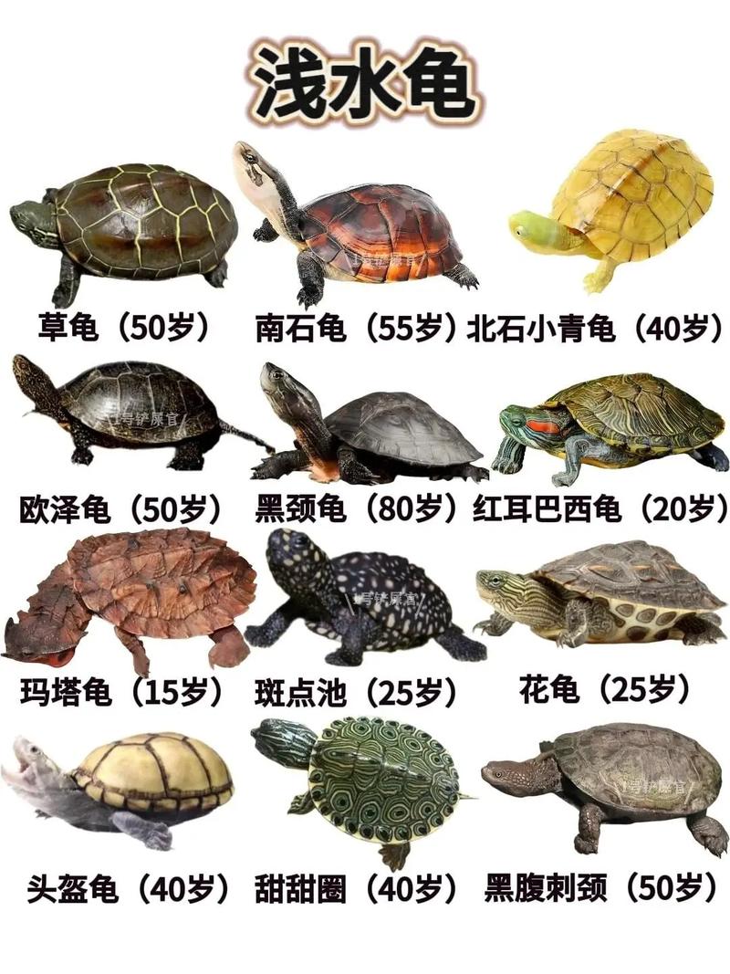 各种乌龟图片游戏截图