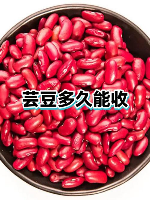 芸豆 为什么提150的 豆