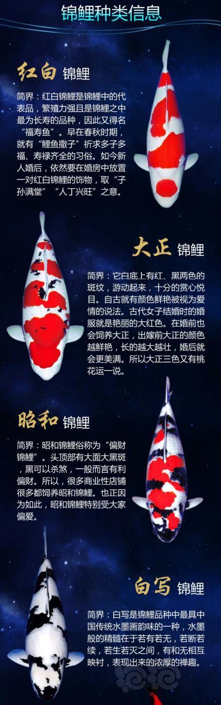 十大名贵锦鲤排名缩略图