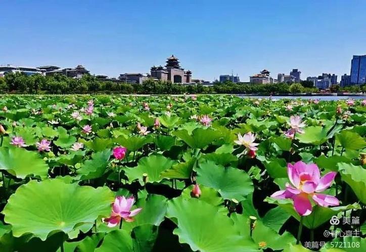莲荷长碧池是什么生肖