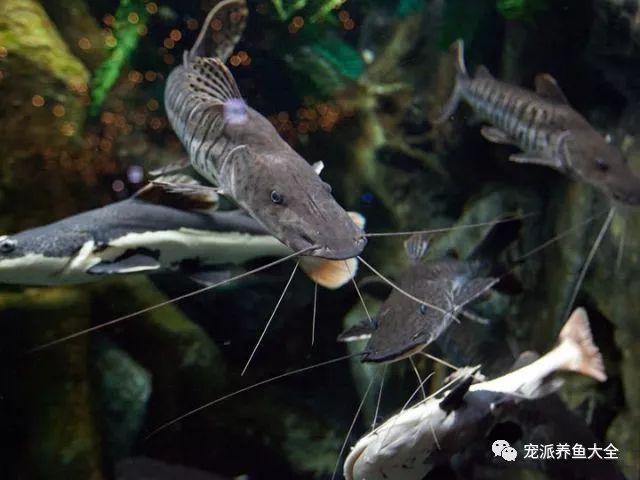 守财狗鱼不吃东西什么病缩略图
