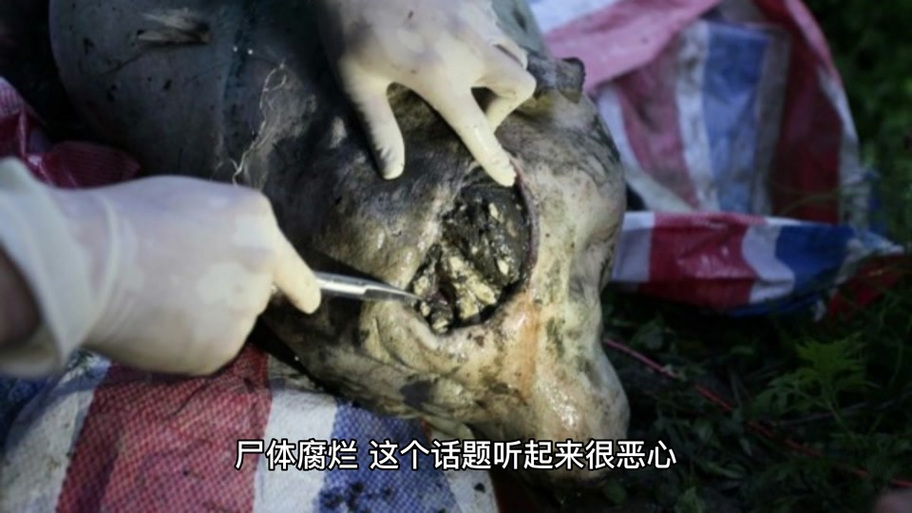尸变图鉴电子版在线观看
