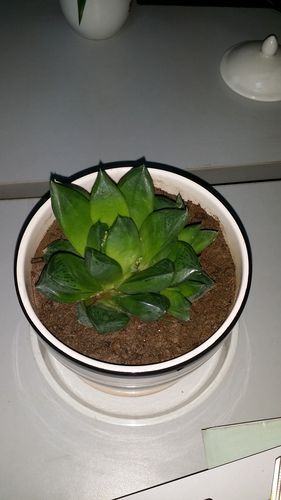 65岁的还可以用花呗和借呗吗截图