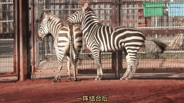 斑马视频苹果版叫什么