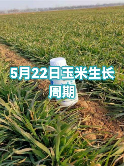 5月份种玉米最佳时间截图