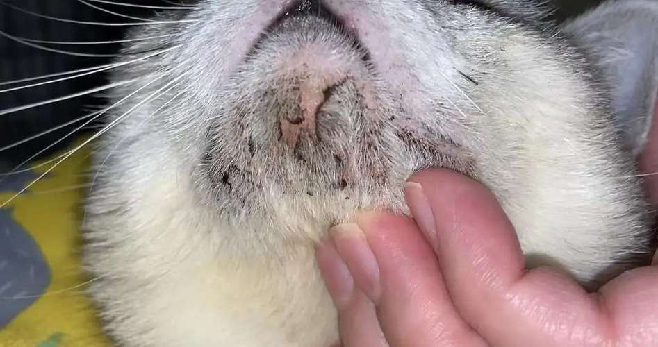 猫黑下巴最怕三个药膏