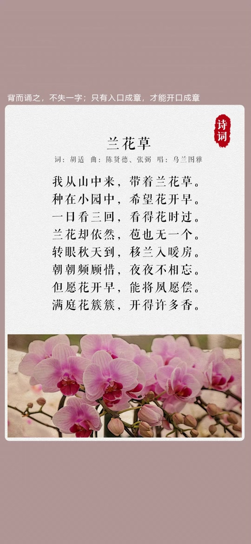 《兰花草》歌词