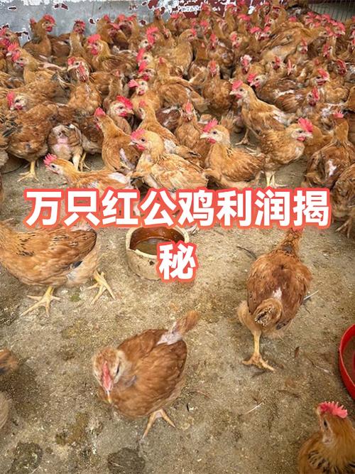 养公鸡的利润与成本截图