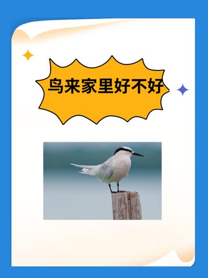 白天鸟飞进家里好不好