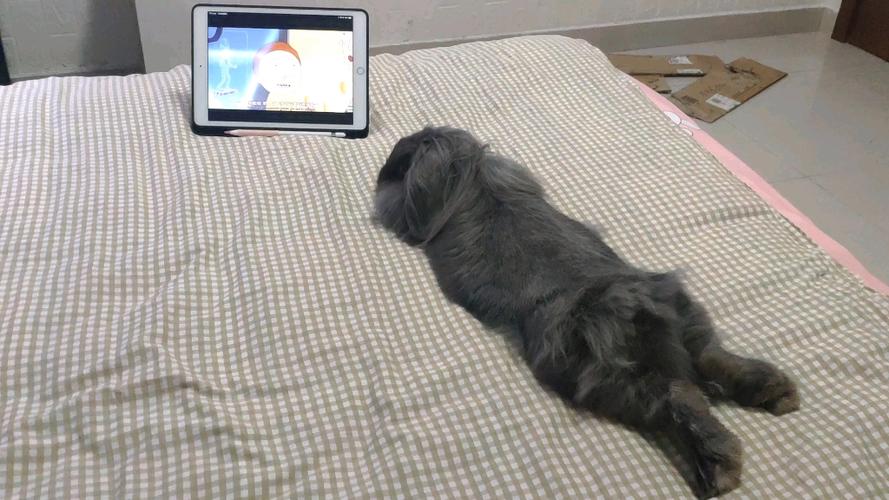 兔子看电视