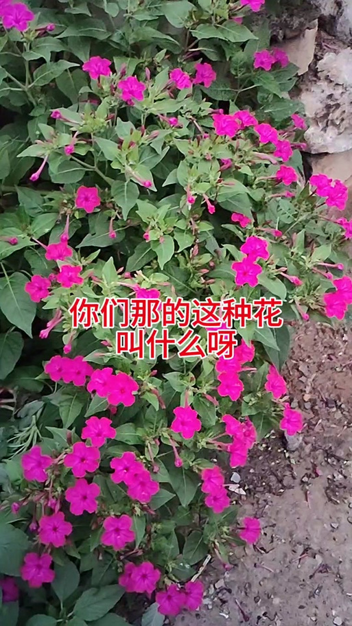 花花粉丝叫什么
