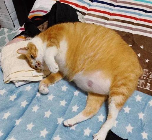 猫咪怀孕爱睡觉吗