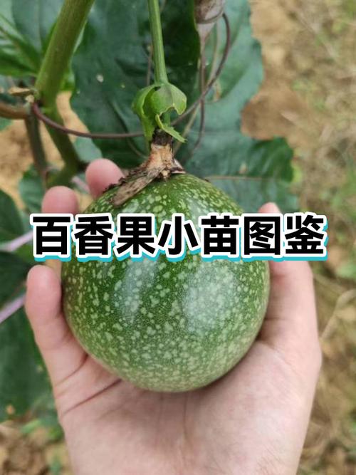 2026年百香果会暴涨吗缩略图