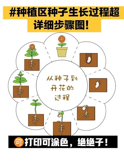 种子发芽6个详细步骤
