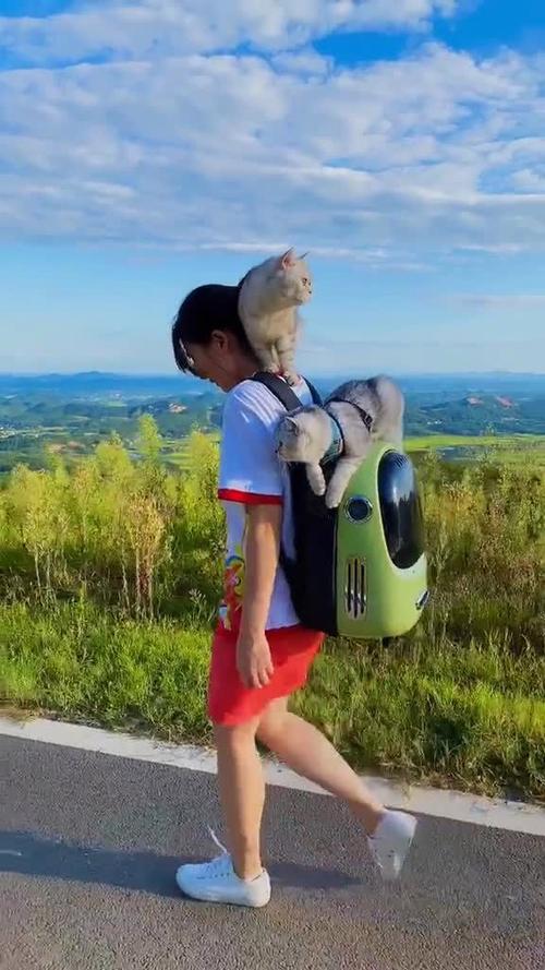出去旅游带着猫怎么弄