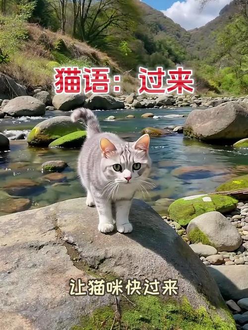 叶圣陶 猫