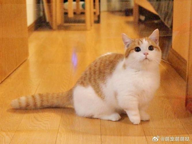 白橘猫