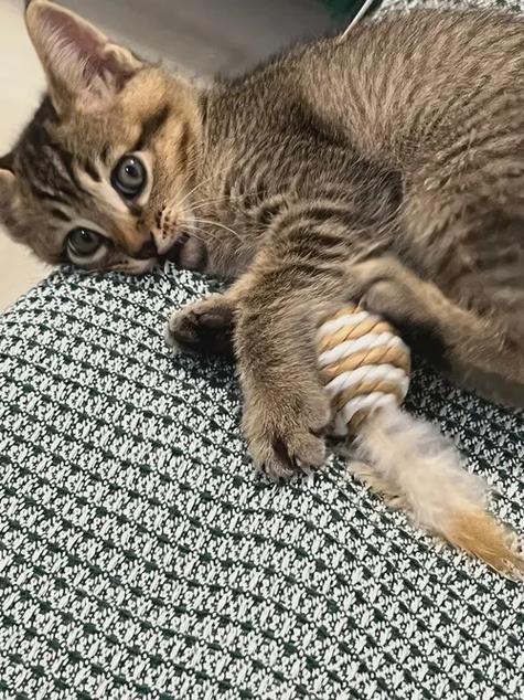 怎么让新猫熟悉自己