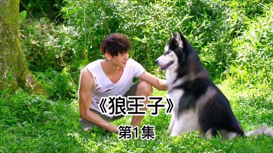 狼王狼王子电视剧什么软件可以看