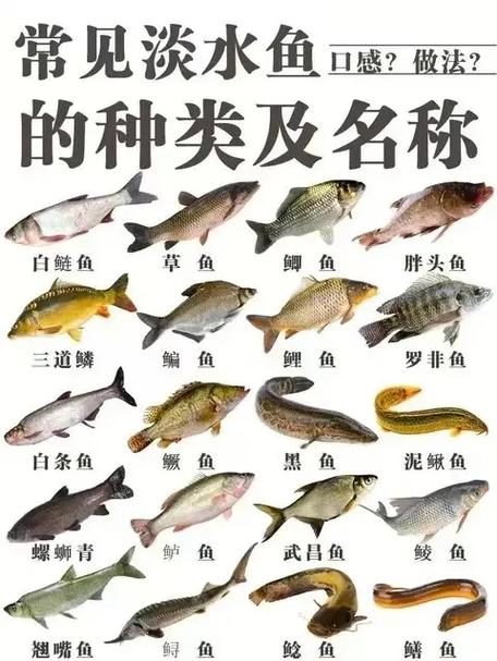 中国淡水鱼图鉴