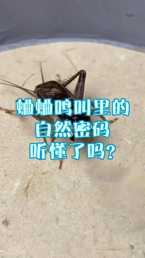 蟋蟀怕什么声音图标