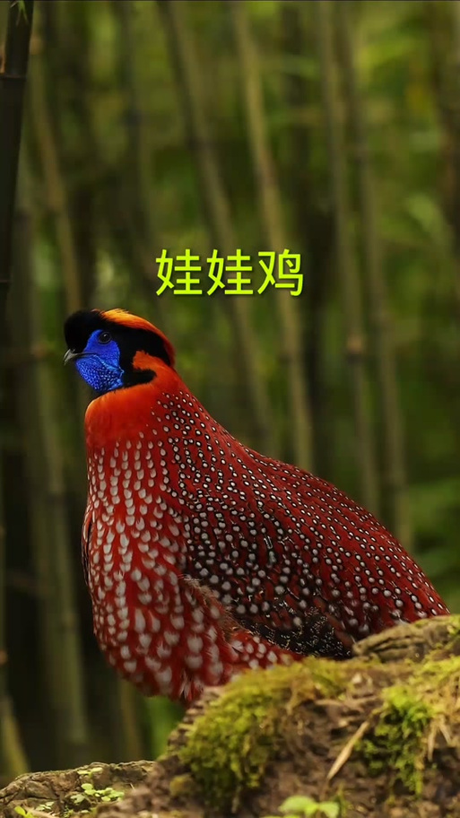 鸡最怕的声音10分钟