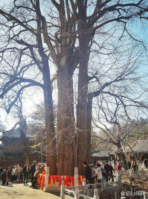 银杏树的传说