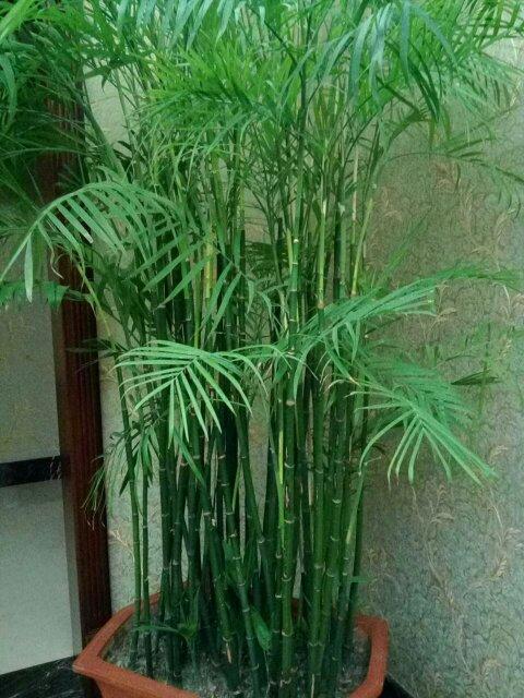 家养竹子