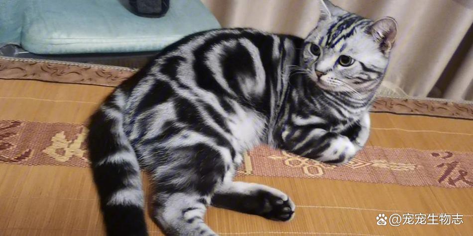 美短小猫