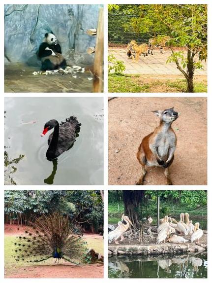 深圳动物园值不值得去游戏截图