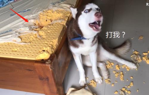 我拆家贼快