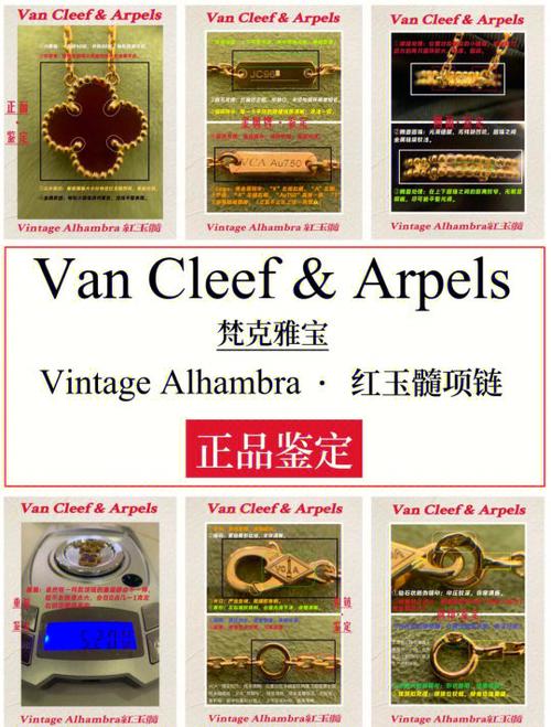 真假四叶草对照图