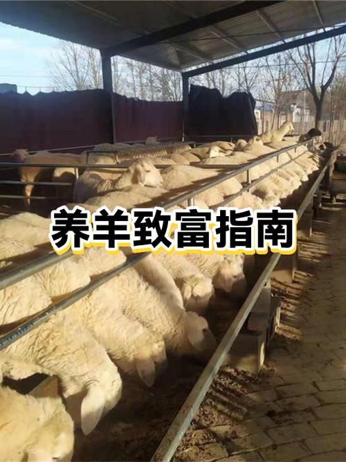 养羊50只一年赚多少钱