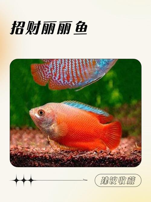 老板鱼对女人的好处