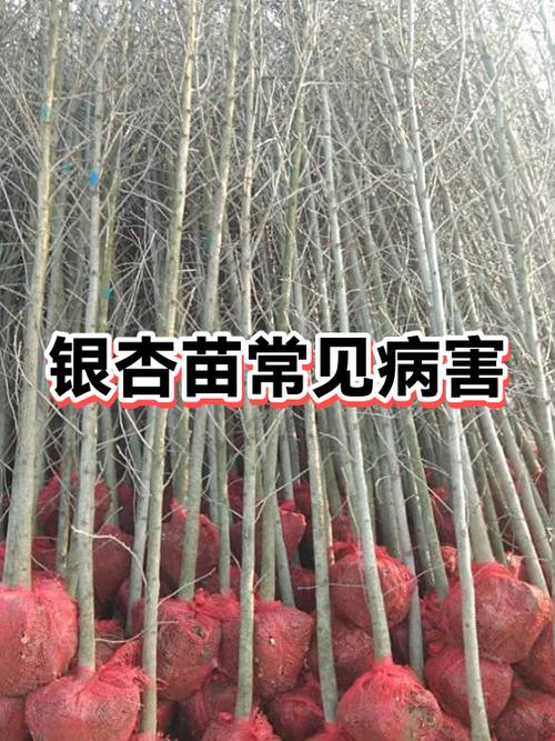 银杏是深根系还是浅根图标