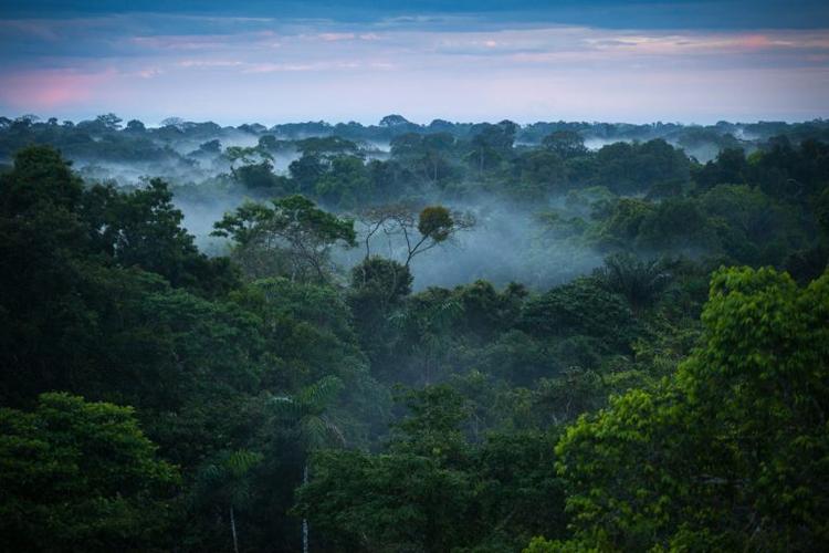 amazonian
