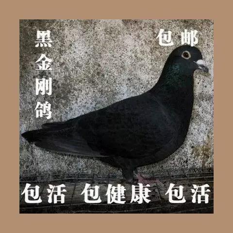 黑金刚信鸽特征