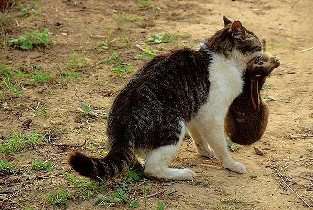 捕捉农村野猫最好方法游戏截图