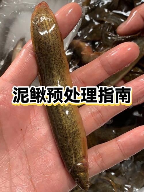泥鳅水浑浊了要换吗