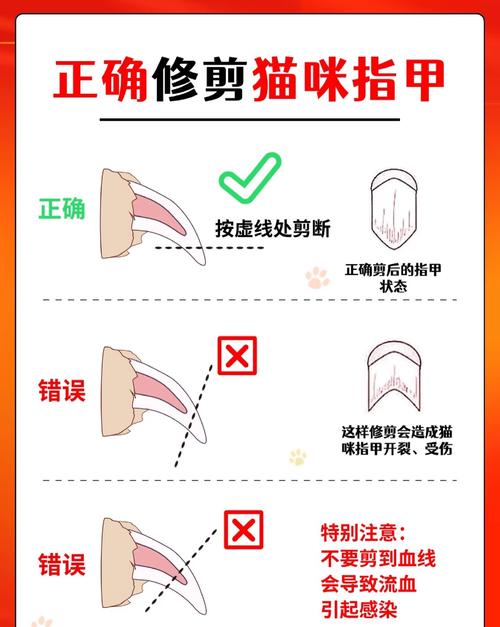 怎样给猫咪剪指甲