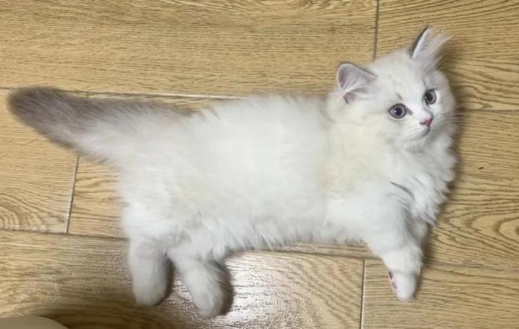 矮脚猫10大最漂亮颜色