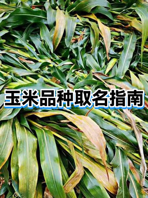 玉米还叫什么名