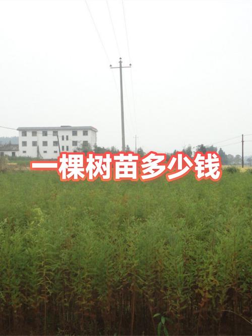 芙蓉树苗多少钱一棵缩略图