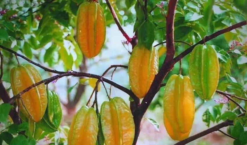fpie5com水果