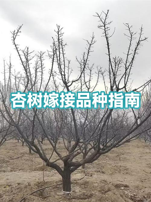 杏树什么时候嫁接