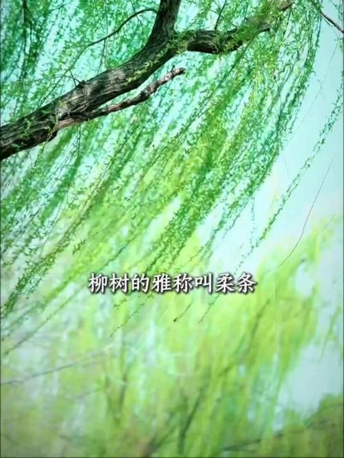 柳条雅称72个