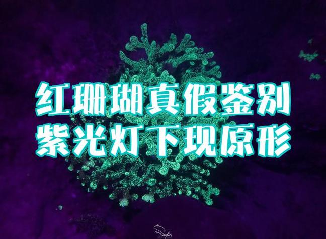 如何自制紫光灯