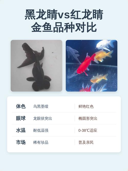 养黑龙睛有啥讲究
